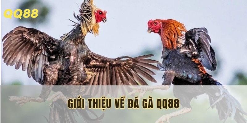 Đá gà QQ88 quy tụ nhiều trận đấu đỉnh cao